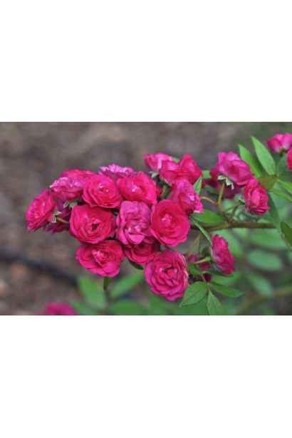 Троянда мускусна Дінкі - квіти кольору фуксії